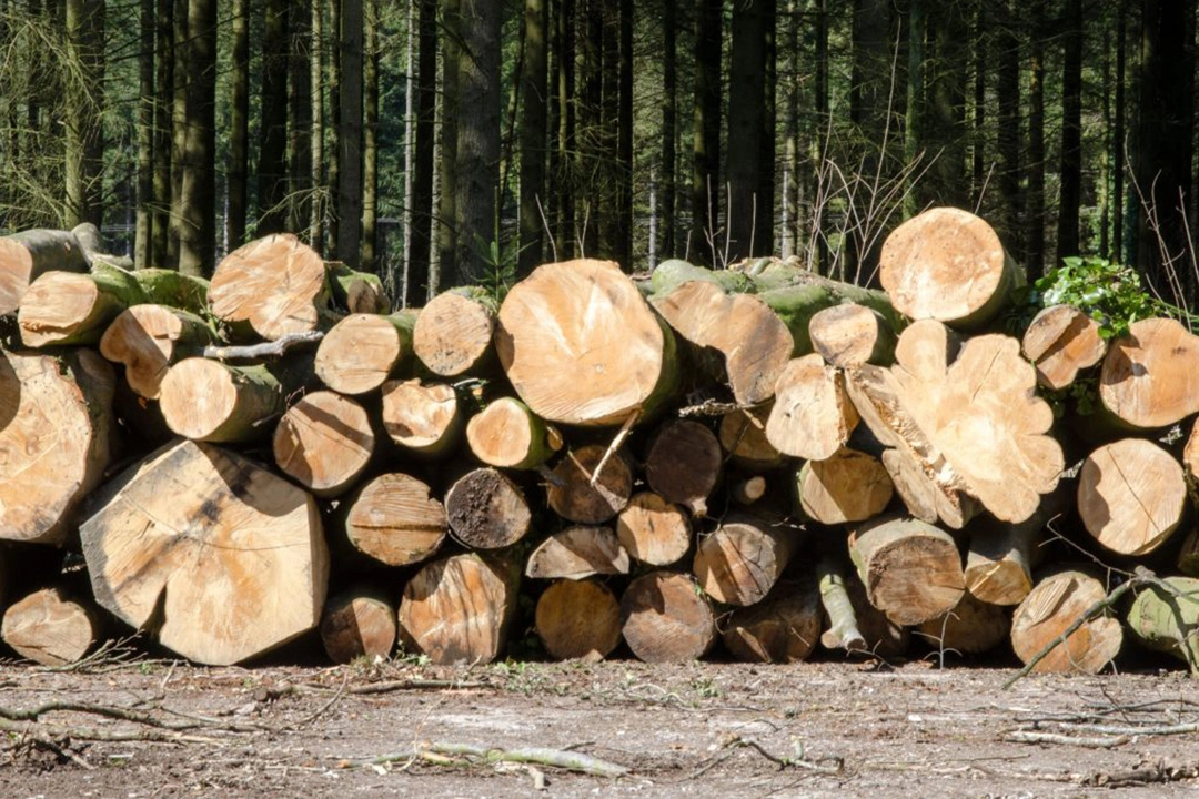 timber logging